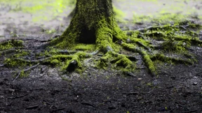 Können Wurzeln töten?