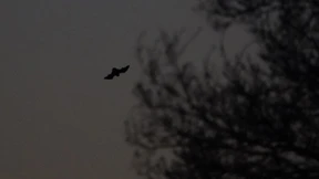 Wie das Gehirn Geräusche filtert