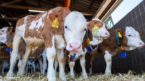 Zellkultur statt Kälberserum für Arzneien und Kosmetika