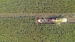 Mehr Pestizide helfen keinem