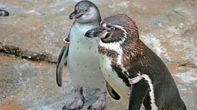 Dreizehn kleine „Frackträger“