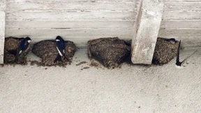 Keine Lehmpfützen, keine rauhen Fassaden