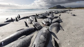 Fast 240 gestrandete Grindwale in Neuseeland verendet