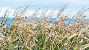 Kulturkampf um den Mais