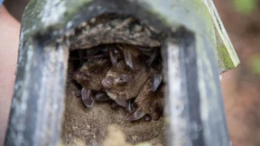 Fledermaushotels in Kriegsbunkern