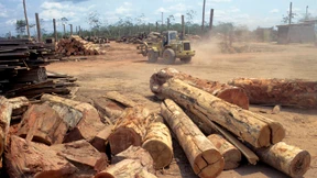 Abholzung des Regenwalds nimmt rasant zu
