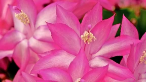 Der Weihnachtskaktus ist mehr als eine „Oma-Pflanze“