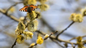 Temperaturen von bis zu 20 Grad am Wochenende möglich