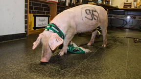 Schmähungen und andere Schweinereien