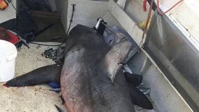 Fischer sitzt plötzlich mit Weißem Hai in einem Boot