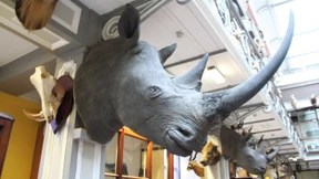 Räuber stehlen Nashornköpfe aus Nationalmuseum