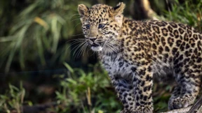 Der Leopard ist gar nicht so bedroht