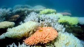 Am Great Barrier Reef entsteht ein riesiger Kohlehafen