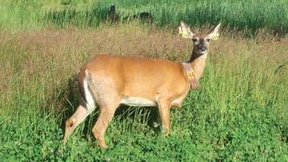 Wählerischer Vielfraß