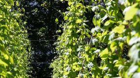 Doppelte Ernte für Hopfenbauer