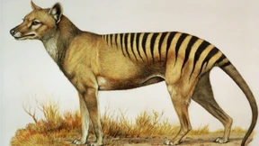 Der Tasmanische Tiger soll wiederauferstehen