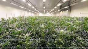 Bundestag beschließt Legalisierung von Cannabiskonsum