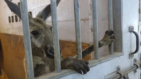 Entlaufenes Känguru „festgenommen“