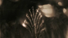 Das Strahlen der Blumen