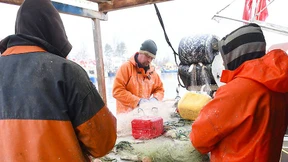 Deutsche Fischer dürfen mehr Makrelen, aber weniger Kabeljau fangen