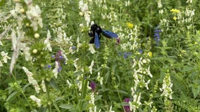 Was kreucht und fleucht denn da?