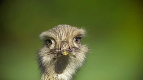 Große Laufvögel spazieren durch Venedig