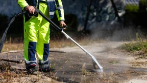 Offenbach startet Bekämpfung der Großen Drüsenameise
