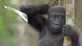 „Nashörner sind spektakulärer als Moskitonetze“