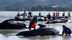 Das größte Rätsel der Meere