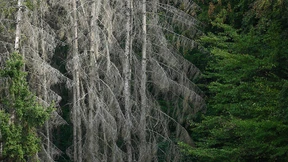 Kommen Union und Grüne auf einen Zweig?