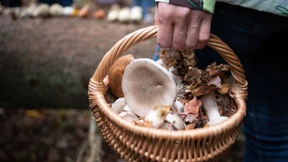80 Jahre alte Pilzsammlerin nach Tagen im Wald gerettet