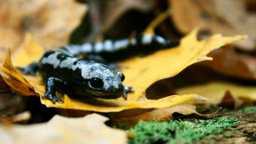 Erderwärmung bedroht jede sechste Art