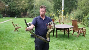 So ging die Anakonda ins Netz