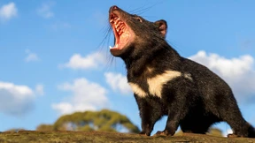 Freiheit für die Tasmanischen Teufel