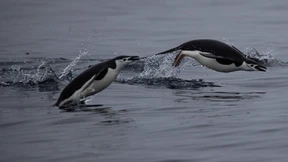Der dramatische Schwund der Zügelpinguine