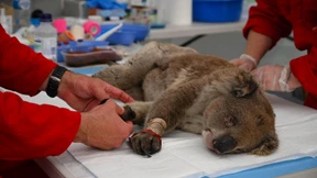 Koalas kämpfen ums Überleben