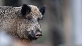 Weitere Wildschweine in Brandenburg positiv auf Schweinepest getestet