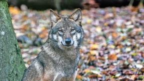 Auge in Auge mit dem Wolf