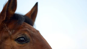 124 deutsche Betriebe unter Verdacht