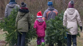 Wie man den perfekten Weihnachtsbaum findet