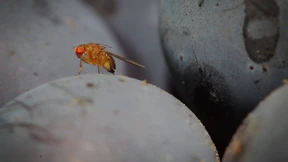 Mit Jadestein-Wasser gegen Kirschessigfliegen