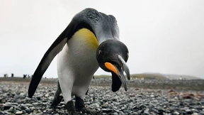 Die gefrorenen Paradiese