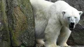 Älteste Eisbärin Europas im Berliner Zoo gestorben
