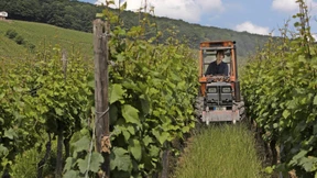 Wetterkapriolen und jede Menge Schadpilze