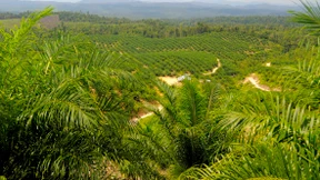 „Biokraftstoff schadet Klima“ 