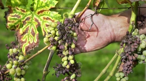 Der unberechenbare Winzerschreck