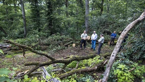 Ausflugstempel zwischen alten Bäumen
