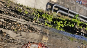 Rote gefräßige Allesfresser