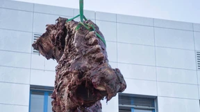 Pottwal von der Nordsee an die Lahn