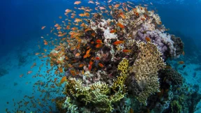 Steht das Great Barrier Reef vor dem Kollaps?